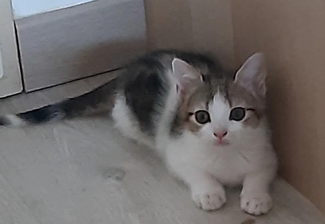 GLOBULETTE, female puppy Mixed Breed for adoption at Vallerargues), Ales