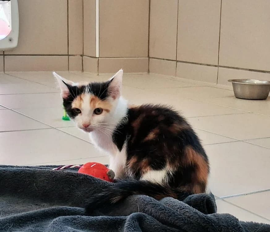 ZUMBA, female Mixed Breed for adoption at Vallerargues), Ales