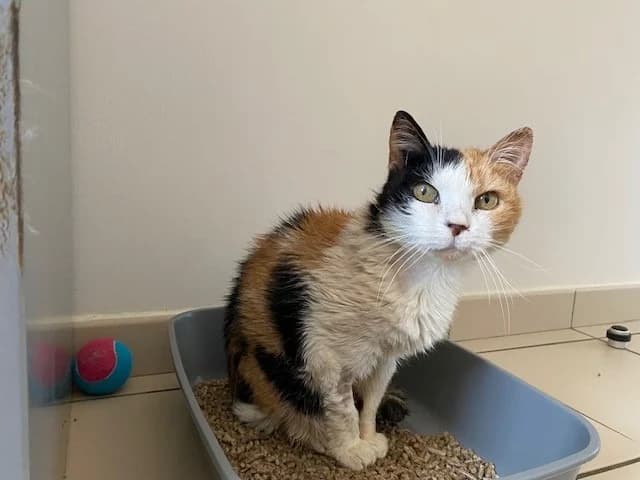 Ptissa, female Mixed Breed for adoption at Vallerargues), Ales