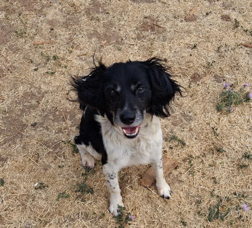 Oscar, male 7yo mixed breed for adoption at Vallerargues), Ales
