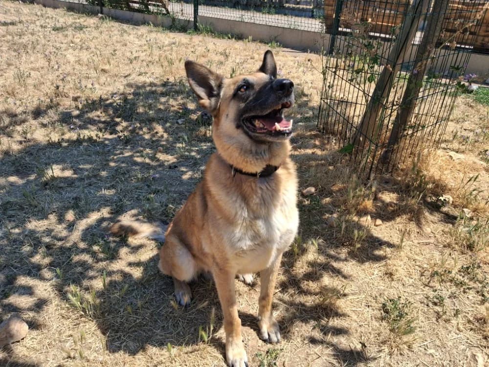 GRANT, male 7yo Mixed Breed for adoption at Vallerargues), Ales