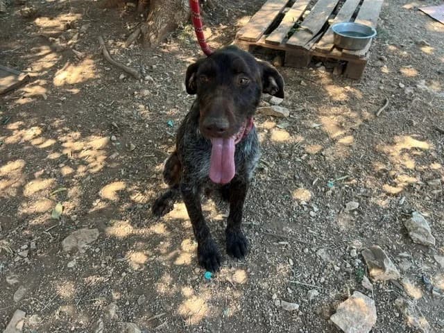 Chase, male 4yo mixed breed for adoption at Vallerargues), Ales