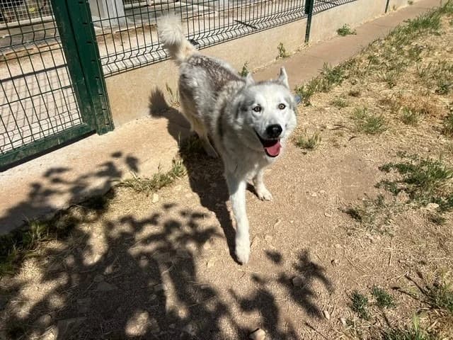 THORIUM, male senior Husky for adoption at Vallerargues), Ales