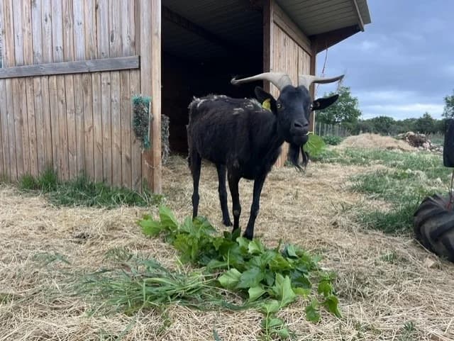 GEDEON, male Mixed Breed for adoption at Vallerargues), Ales