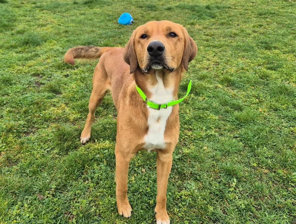 PUMBA, male young mixed breed for adoption at Vallerargues), Ales