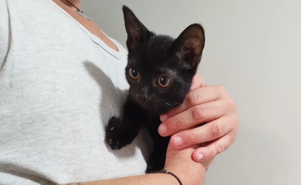 MIKADO, male Mixed Breed for adoption at SPA Chilleurs-aux-Bois, Chilleurs