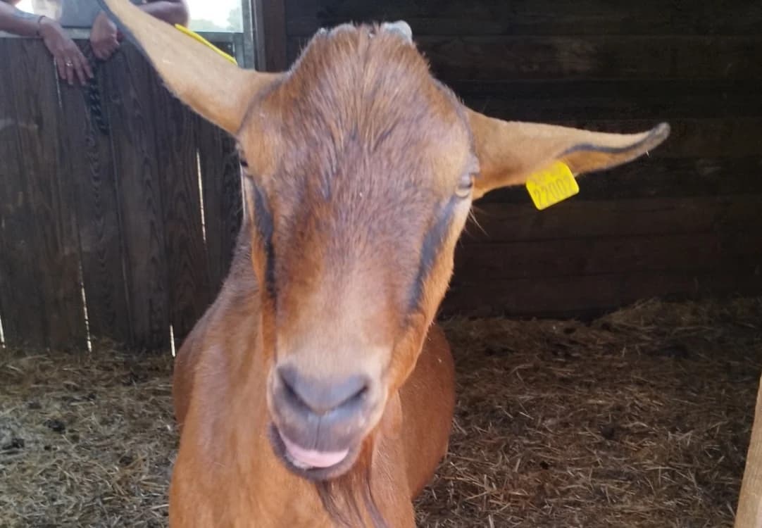 CREPES, male 4yo Mixed Breed for adoption at Vallerargues), Ales