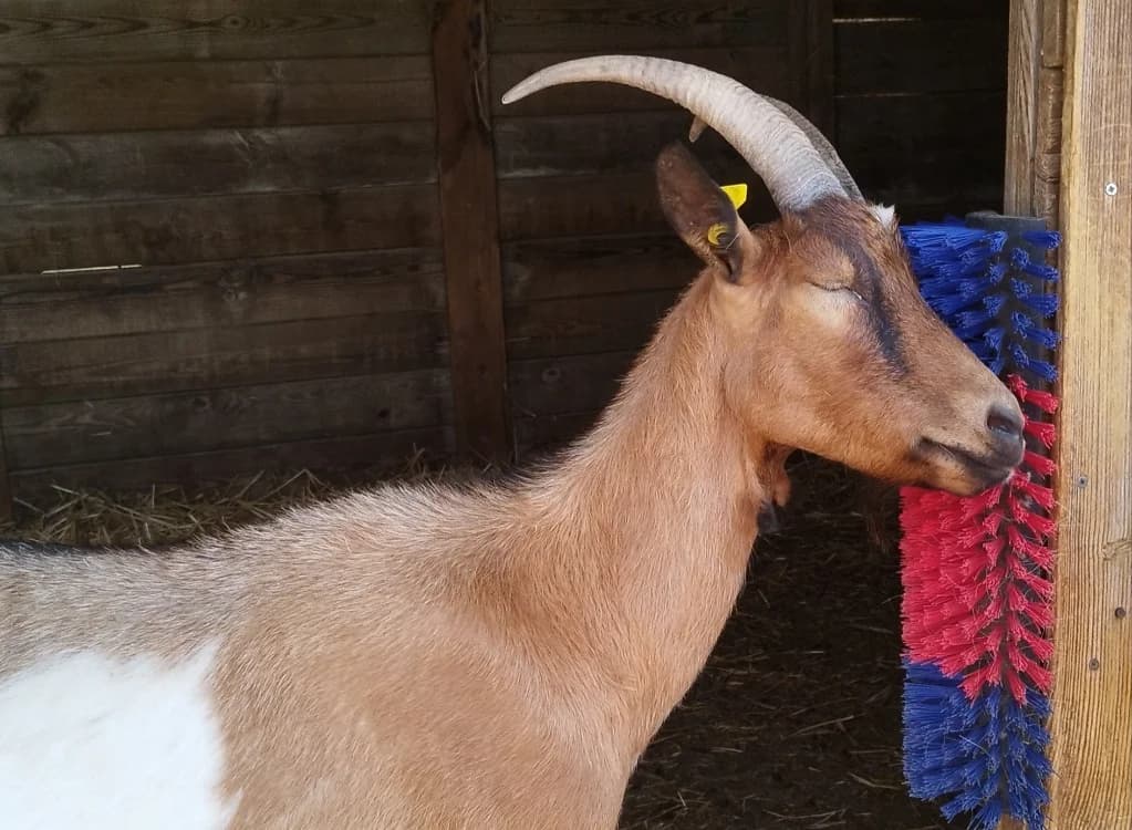 SUZETTE, female 4yo Mixed Breed for adoption at Vallerargues), Ales