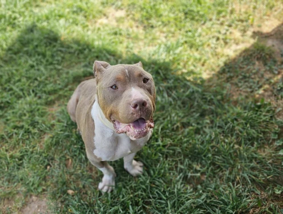 Snow, male 4yo Mixed Breed for adoption at Vallerargues), Ales