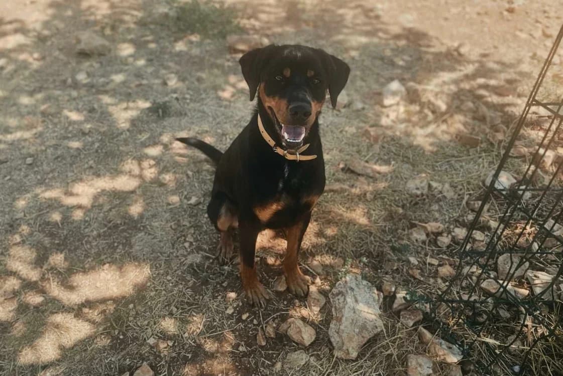 tess, male young mixed breed for adoption at Vallerargues), Ales