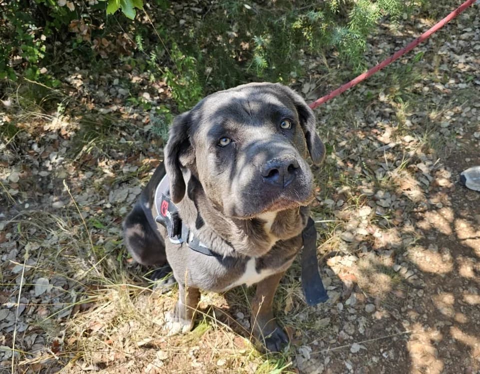 Snow white, female 5yo Cane Corso for adoption at Vallerargues), Ales
