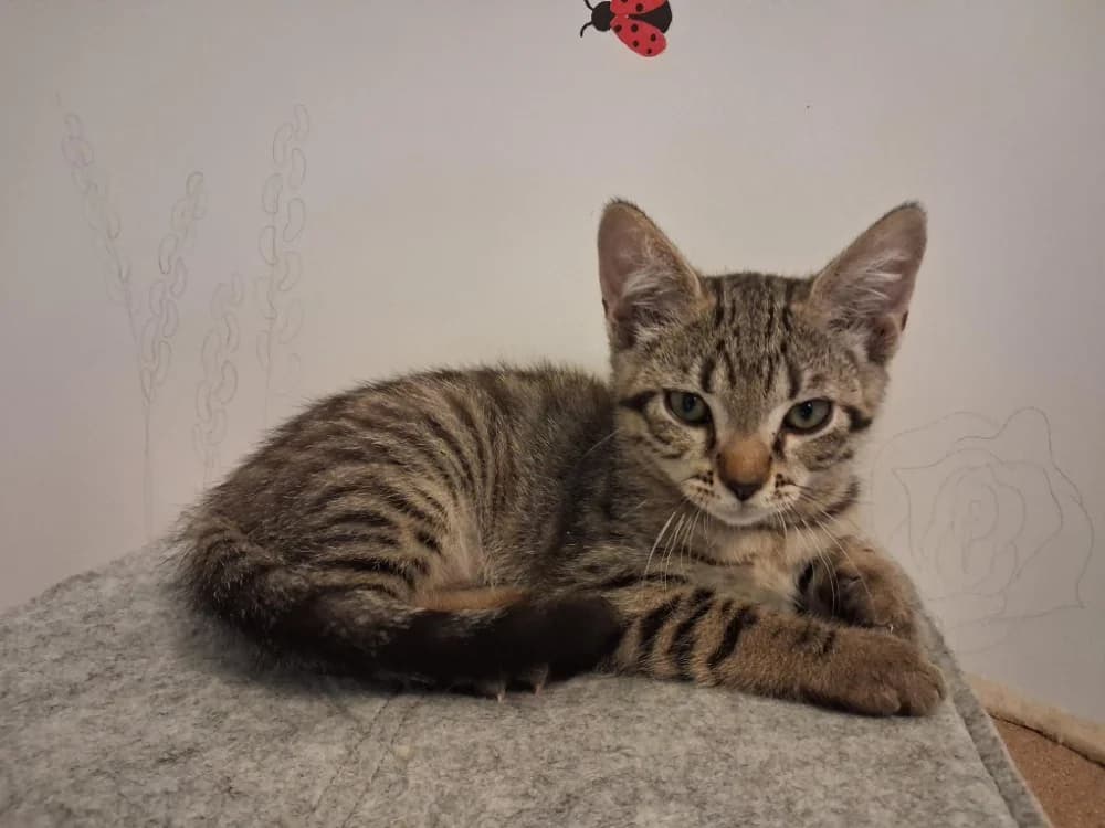 PECAN (réservé), male Mixed Breed for adoption at Vallerargues), Ales