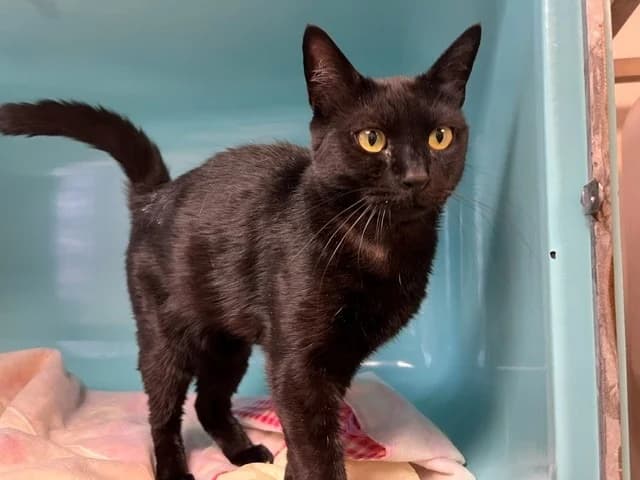 minette, female 5yo Mixed Breed for adoption at Vallerargues), Ales