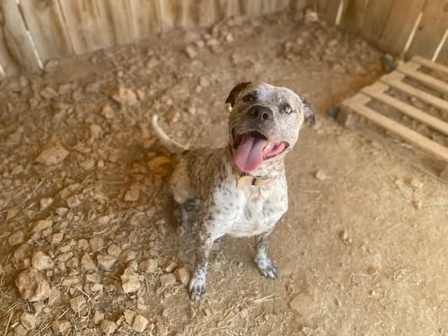 HADES, male young German Shepherd for adoption at Vallerargues), Ales