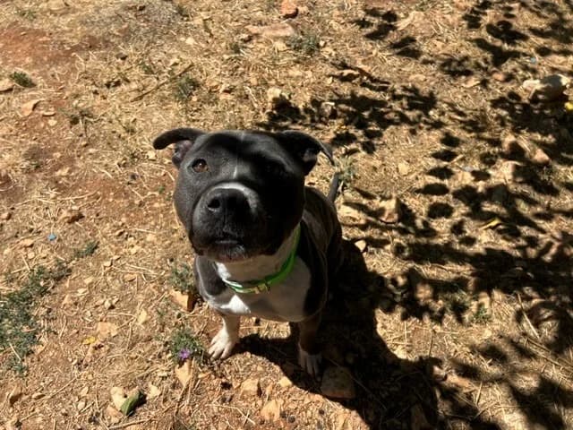 TOKYO, male 4yo English Bulldog for adoption at Vallerargues), Ales