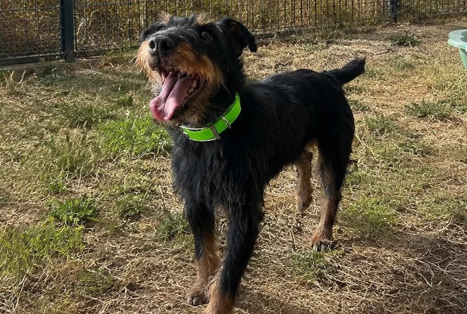 ROMY, female 5yo Mixed Breed for adoption at Vallerargues), Ales