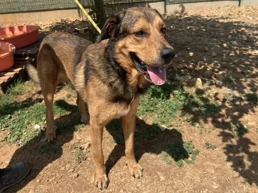 patou, male 6yo mixed breed for adoption at Vallerargues), Ales