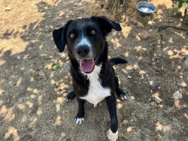woods, male young Labrador Retriever for adoption at Vallerargues), Ales