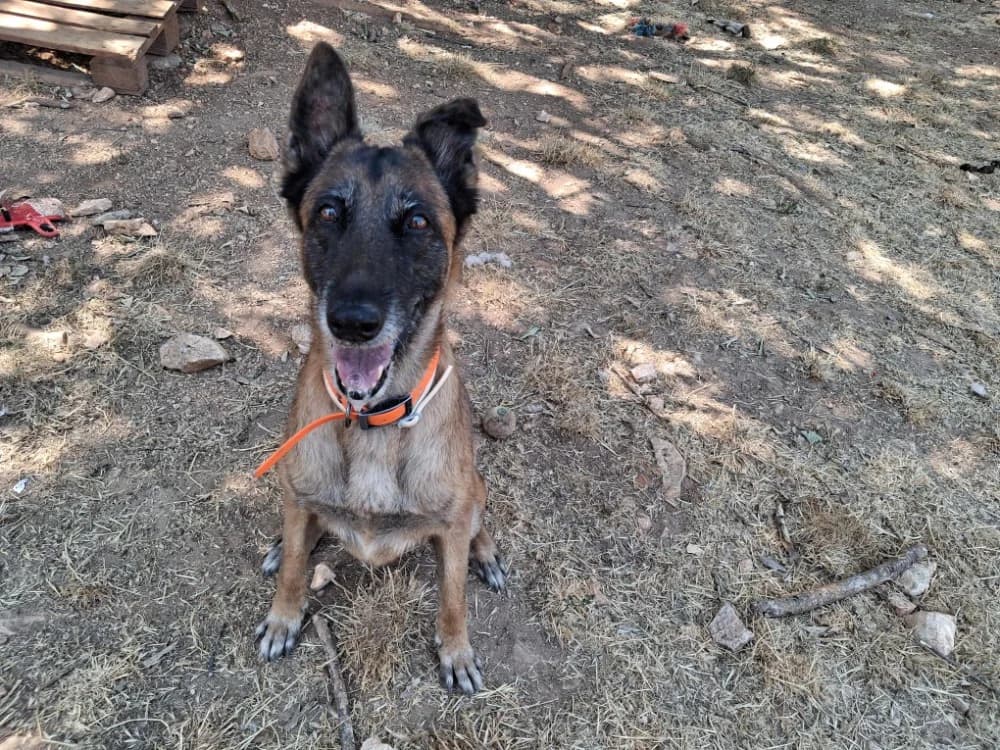 liloo, female senior Belgian Malinois for adoption at Vallerargues), Ales