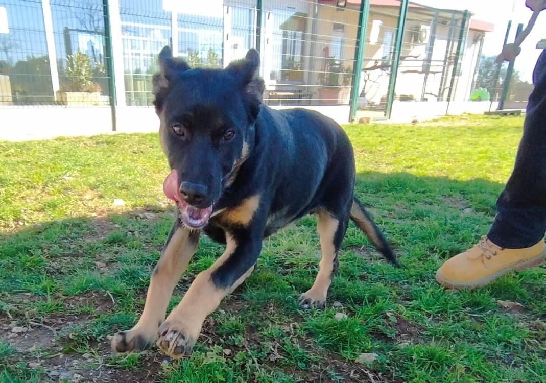 ROXY, female Mixed Breed for adoption at Vallerargues), Ales