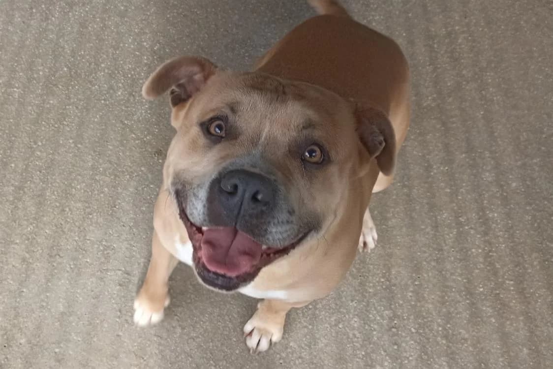 Tyson, male 5yo Cane Corso for adoption at Vallerargues), Ales