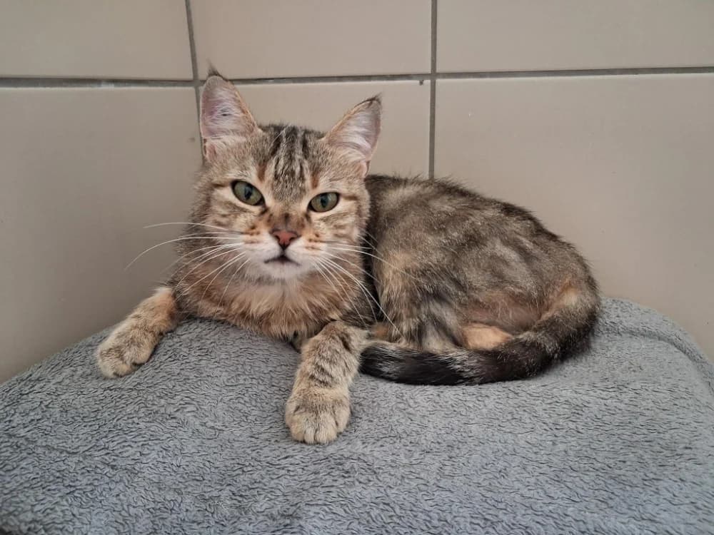 SASSY, female 5yo Mixed Breed for adoption at Vallerargues), Ales