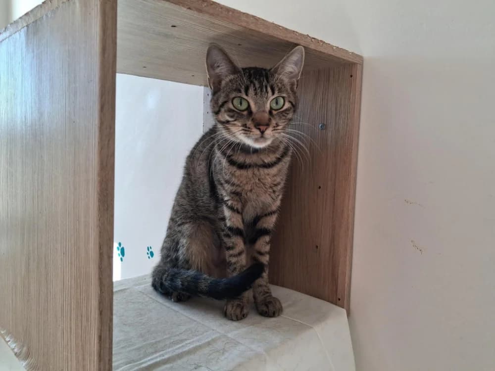Zoulette, female Mixed Breed for adoption at Vallerargues), Ales