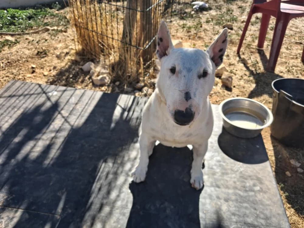 Ruby, female 6yo Bull Terrier for adoption at Vallerargues), Ales