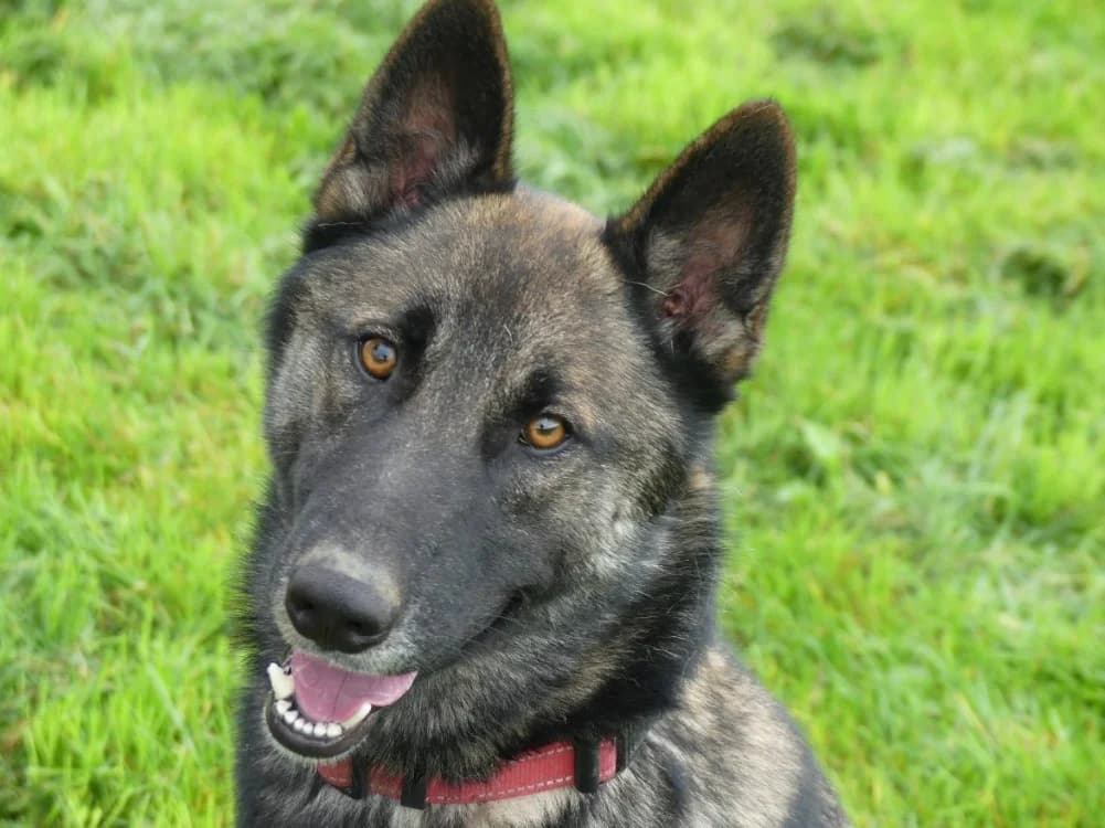 REX 1, male young Belgian Malinois for adoption at Maubert-Fontaine), Ardennes