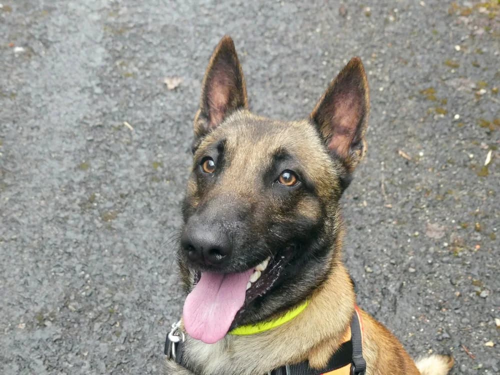 REX, male young Belgian Malinois for adoption at Maubert-Fontaine), Ardennes