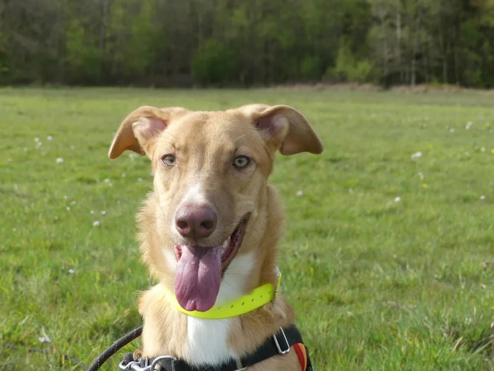 MILOU, female young mixed breed for adoption at Maubert-Fontaine), Ardennes