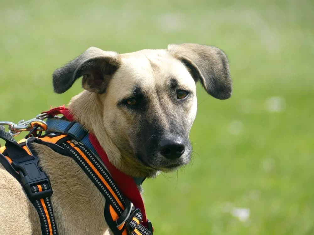 KWEZY, female young mixed breed for adoption at Maubert-Fontaine), Ardennes