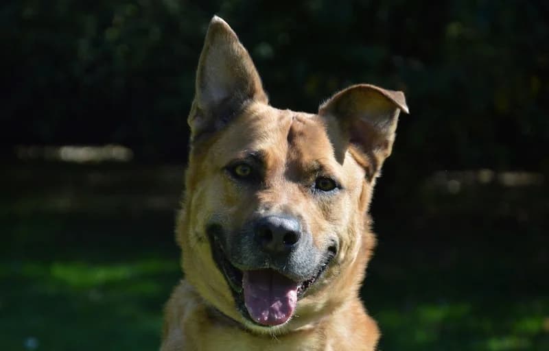 PASTEIS CHAO, female 7yo Mixed Breed for adoption at Maubert-Fontaine), Ardennes