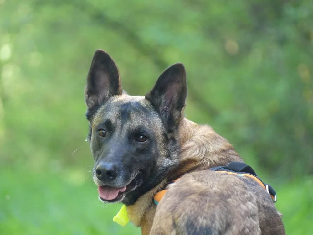 OREO, male Belgian Malinois for adoption at Maubert-Fontaine), Ardennes