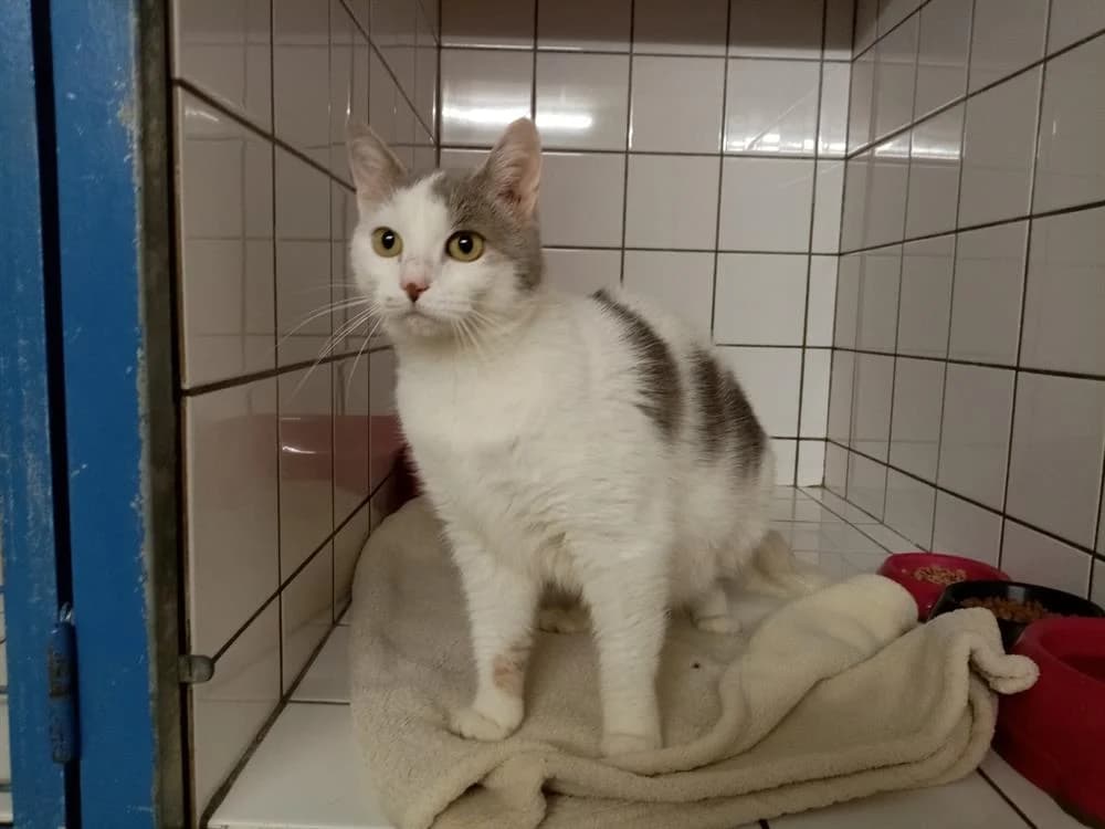 TIALA réservée, female 7yo Mixed Breed for adoption at Maubert-Fontaine), Ardennes