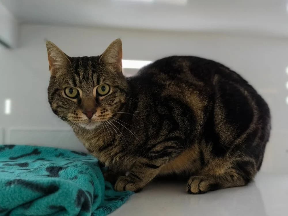 THYS, male 3yo Mixed Breed for adoption at Maubert-Fontaine), Ardennes