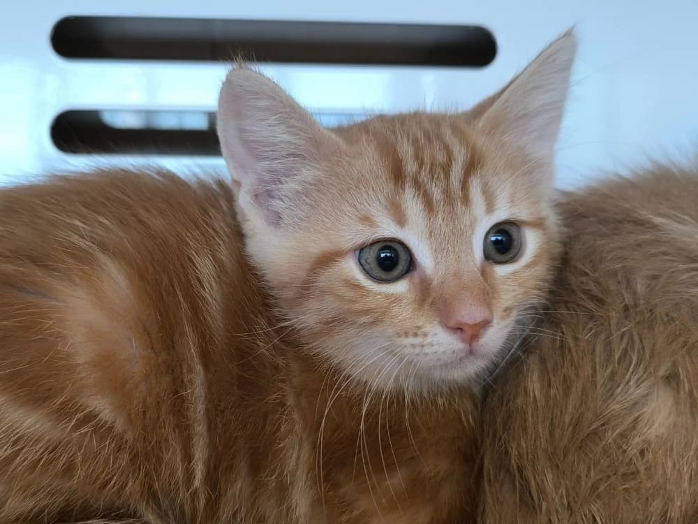 ARES, female Mixed Breed for adoption at Maubert-Fontaine), Ardennes