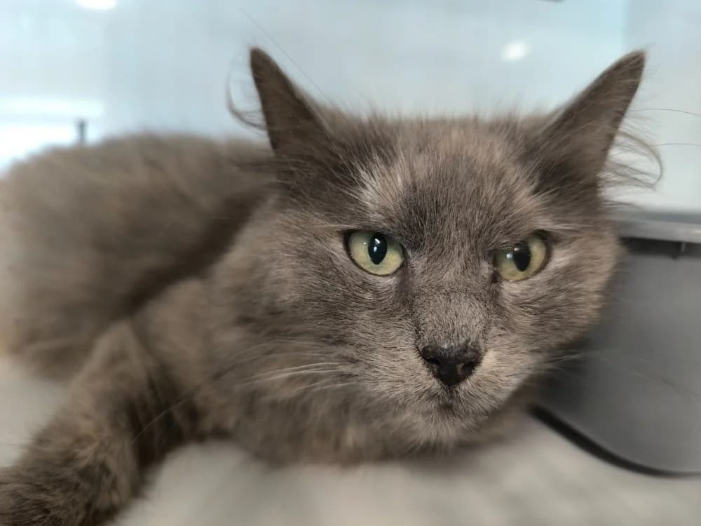 GRISETTE, female mixed breed for adoption at Maubert-Fontaine), Ardennes