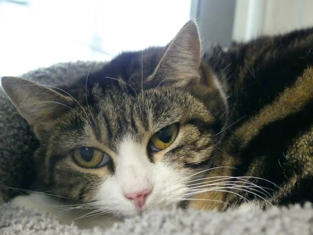 GALLIE, female senior Mixed Breed for adoption at Maubert-Fontaine), Ardennes