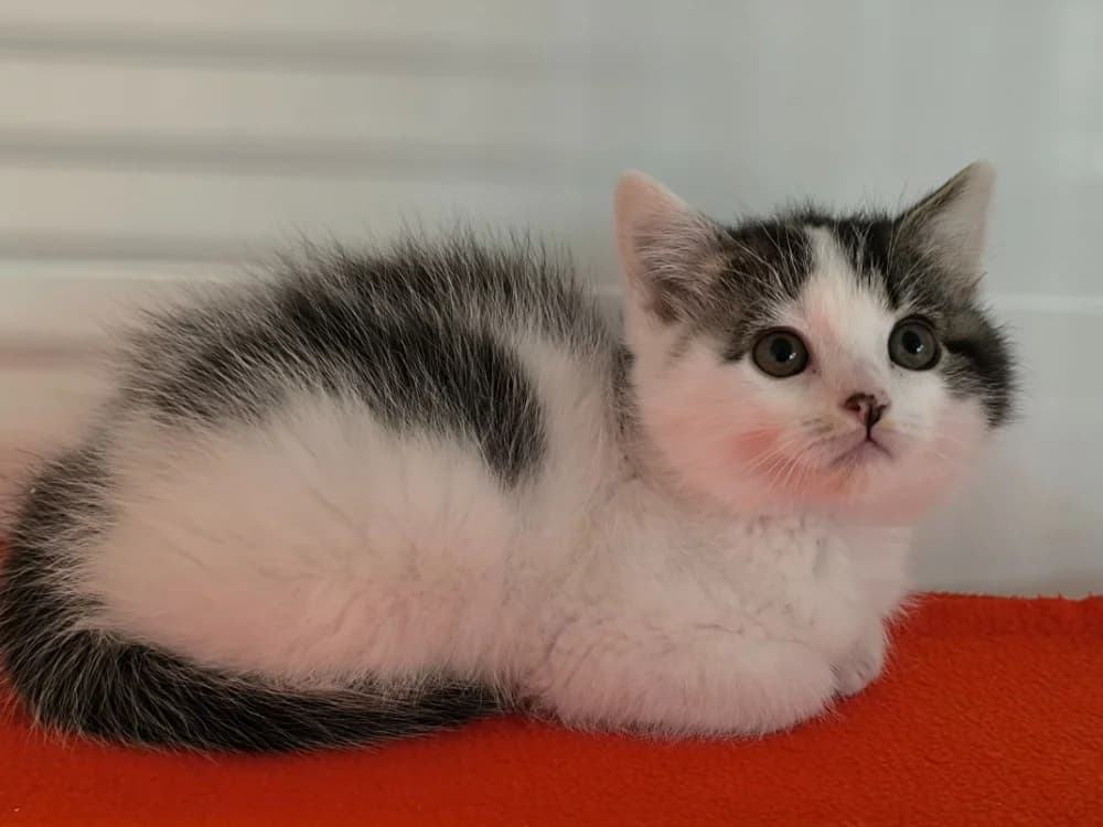 FANETTE, female Mixed Breed for adoption at Maubert-Fontaine), Ardennes