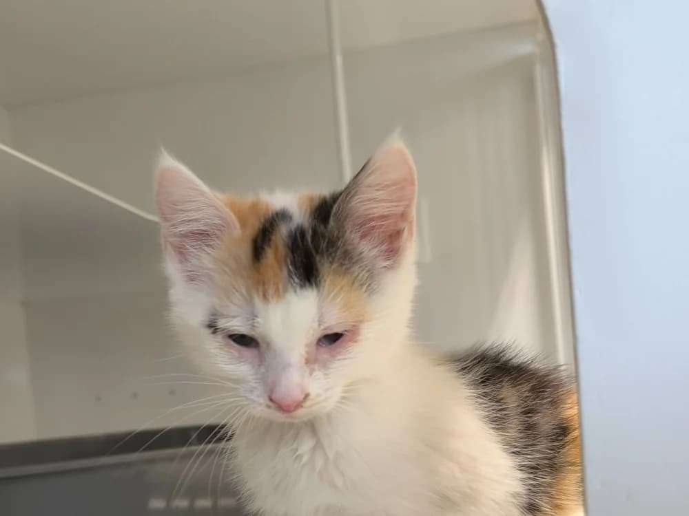 LORIE, female Mixed Breed for adoption at Maubert-Fontaine), Ardennes