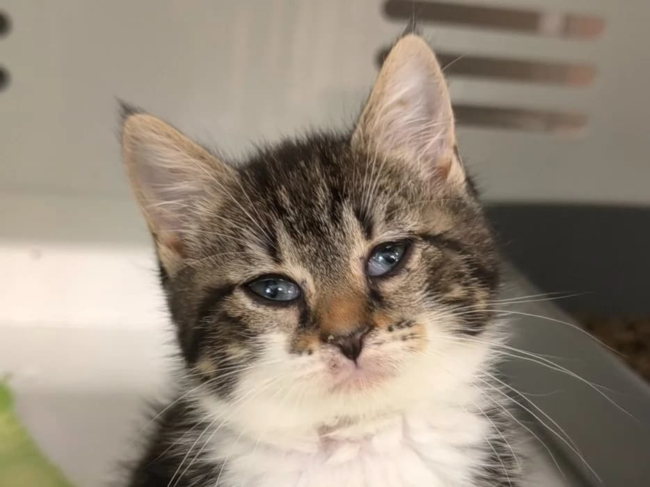 FLORIA, female Mixed Breed for adoption at Maubert-Fontaine), Ardennes