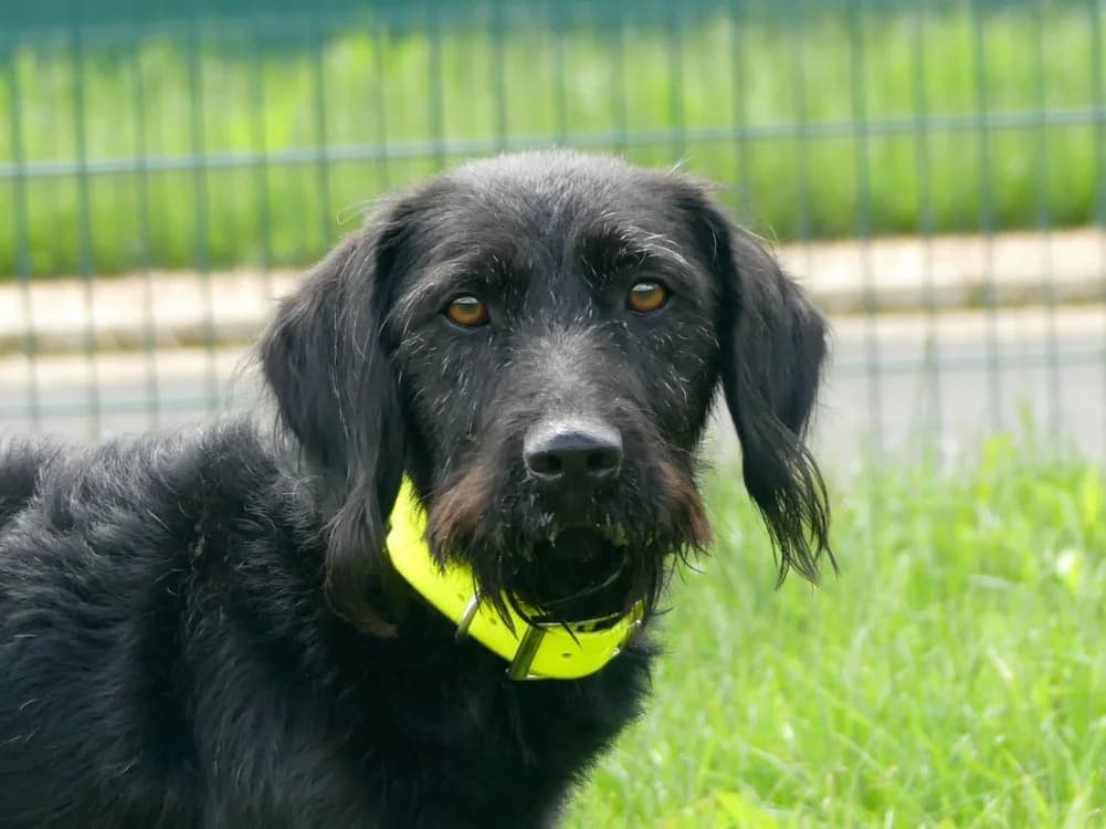 TORI, female 4yo mixed breed for adoption at Maubert-Fontaine), Ardennes