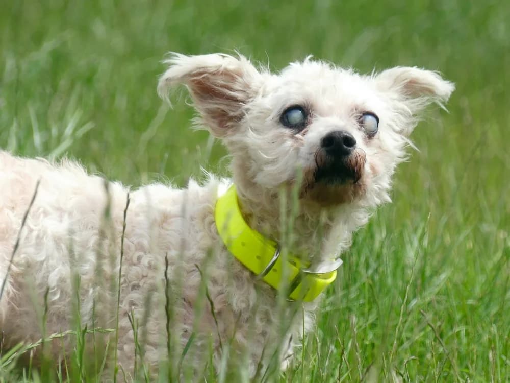IRIS, female senior Mixed Breed for adoption at Maubert-Fontaine), Ardennes