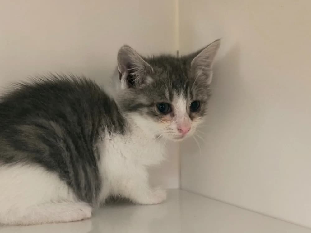 JELLY, female Mixed Breed for adoption at Maubert-Fontaine), Ardennes