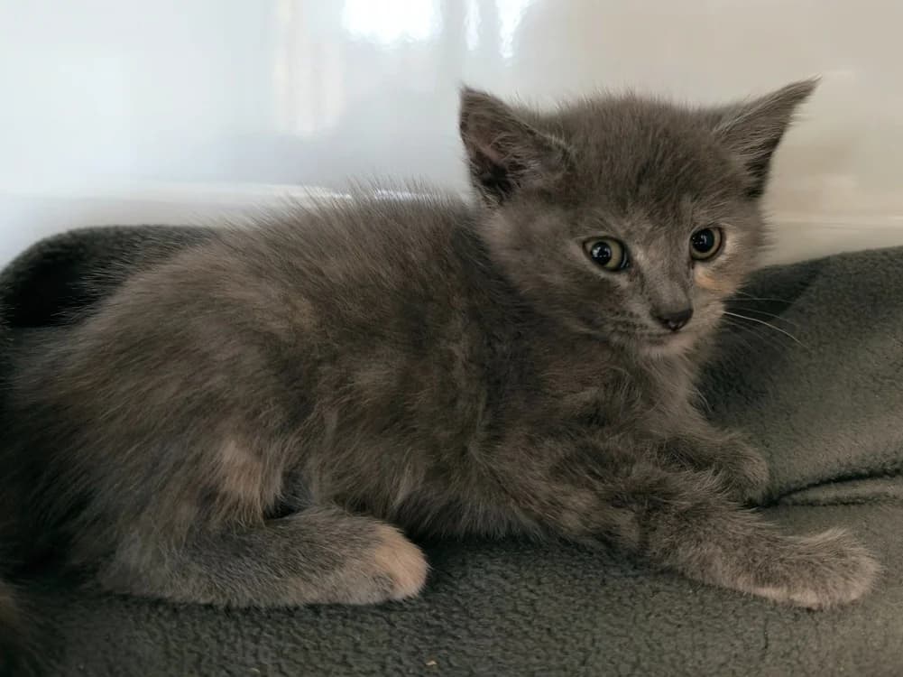 ARIANE, female Mixed Breed for adoption at Maubert-Fontaine), Ardennes