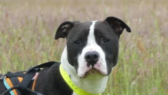SPAYK, male young mixed breed for adoption at Maubert-Fontaine), Ardennes