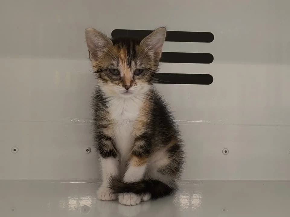 WINDY, female Mixed Breed for adoption at Maubert-Fontaine), Ardennes