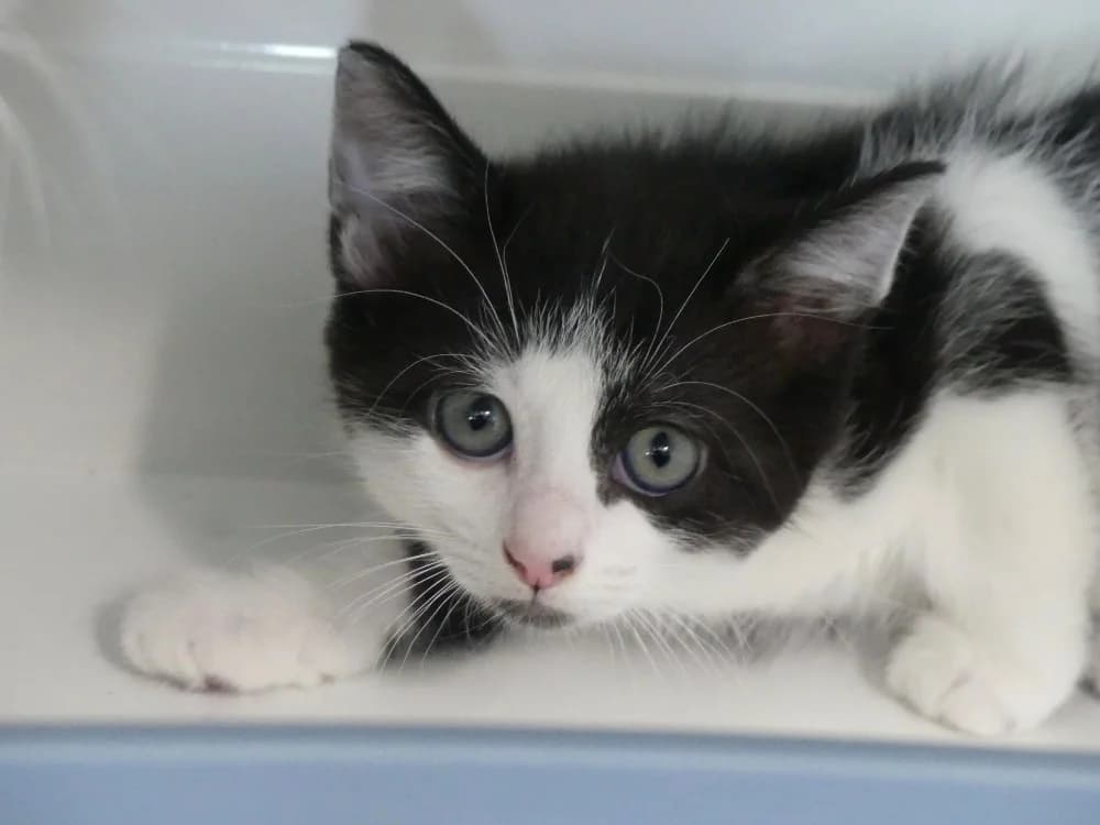ALICIA, female Mixed Breed for adoption at Maubert-Fontaine), Ardennes
