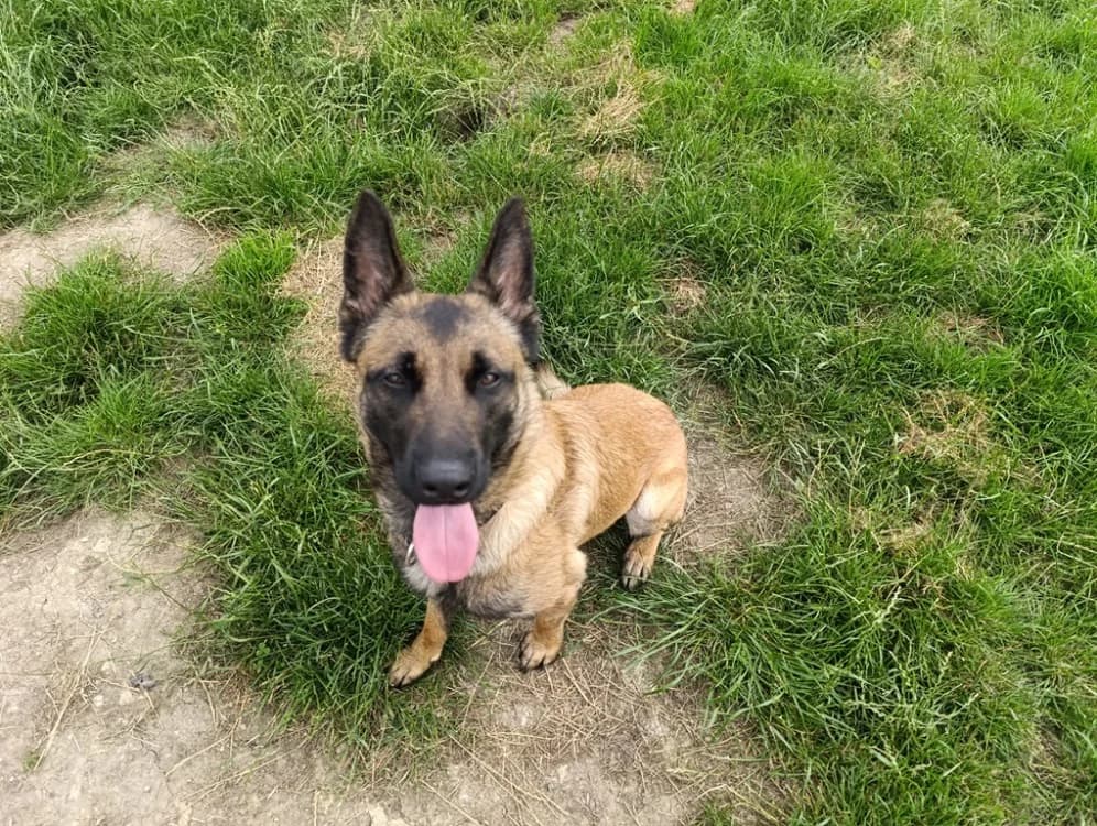 ARKOS, male young Belgian Malinois for adoption at Maubert-Fontaine), Ardennes